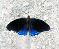 NYMPHALIDAE, Eunica venusia